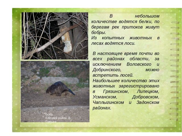 Проект воспитателя МБДОУ д/с №27 г. Ельца по теме: "Животные Липецкой области