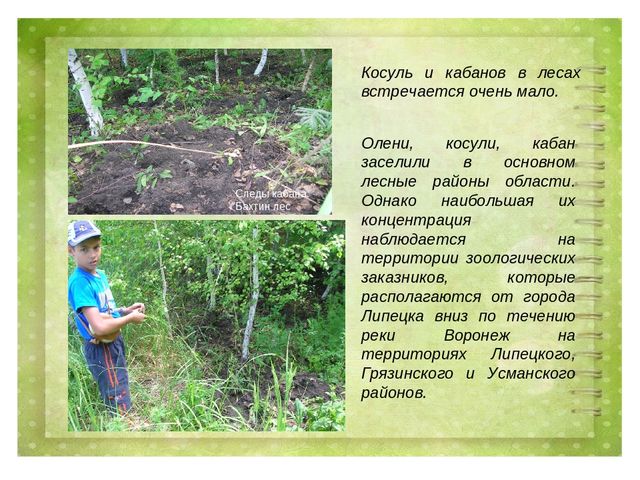 Проект воспитателя МБДОУ д/с №27 г. Ельца по теме: "Животные Липецкой области