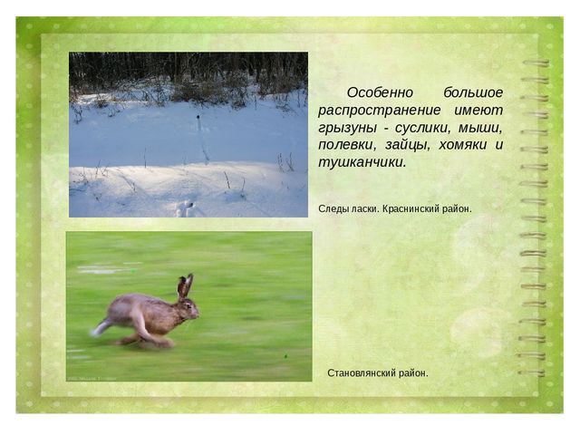 Проект воспитателя МБДОУ д/с №27 г. Ельца по теме: "Животные Липецкой области