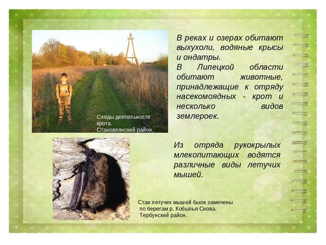 Проект воспитателя МБДОУ д/с №27 г. Ельца по теме: "Животные Липецкой области
