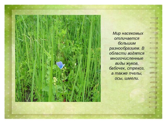 Проект воспитателя МБДОУ д/с №27 г. Ельца по теме: "Животные Липецкой области