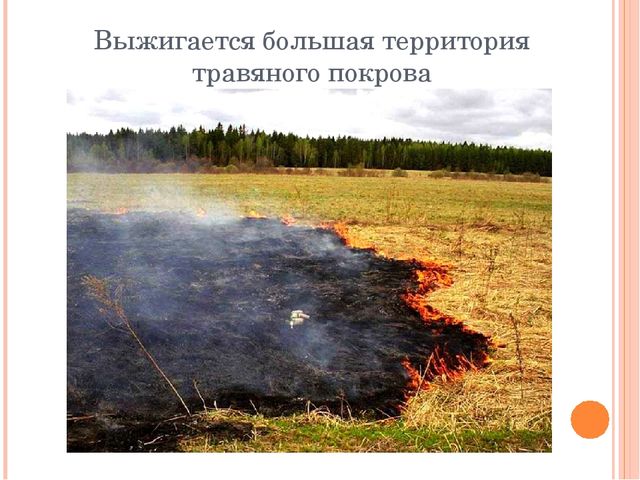 Презентация "Останови поджоги сухой травы"