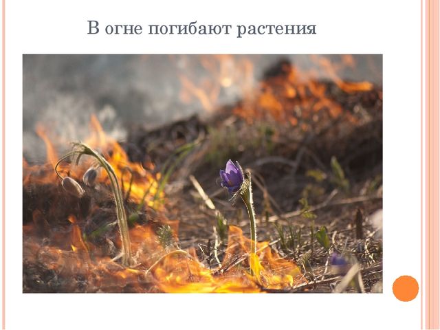 Презентация "Останови поджоги сухой травы"