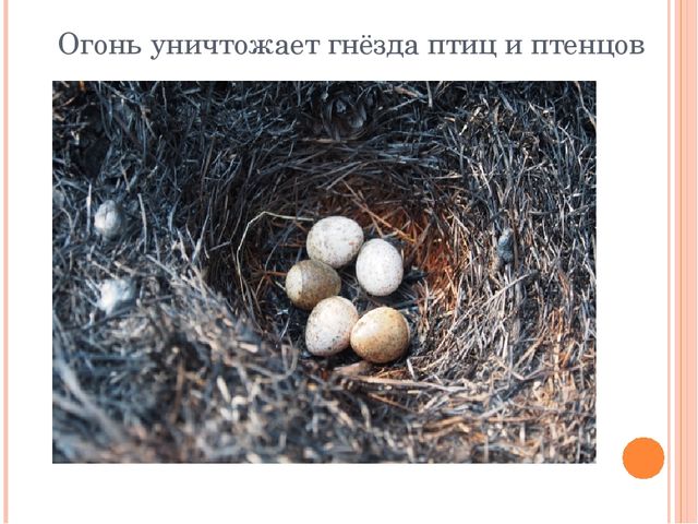 Презентация "Останови поджоги сухой травы"