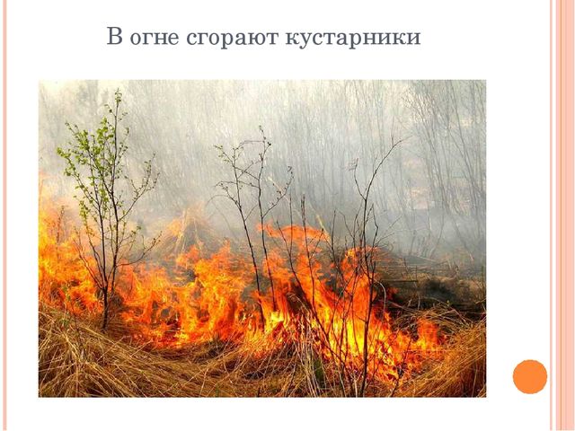 Презентация "Останови поджоги сухой травы"