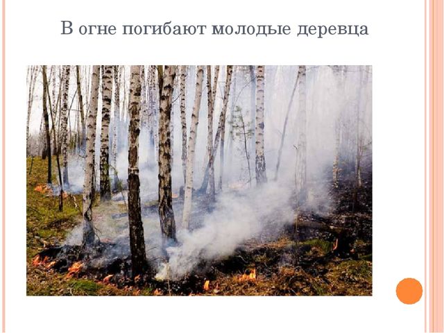 Презентация "Останови поджоги сухой травы"