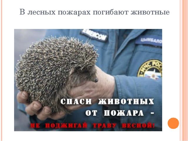 Презентация "Останови поджоги сухой травы"