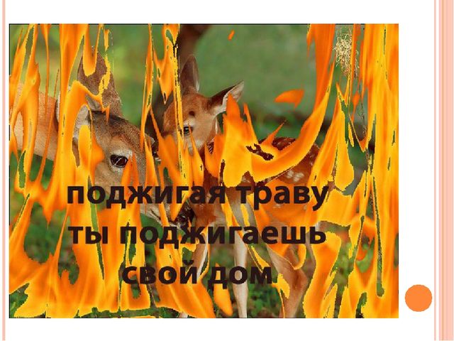 Презентация "Останови поджоги сухой травы"