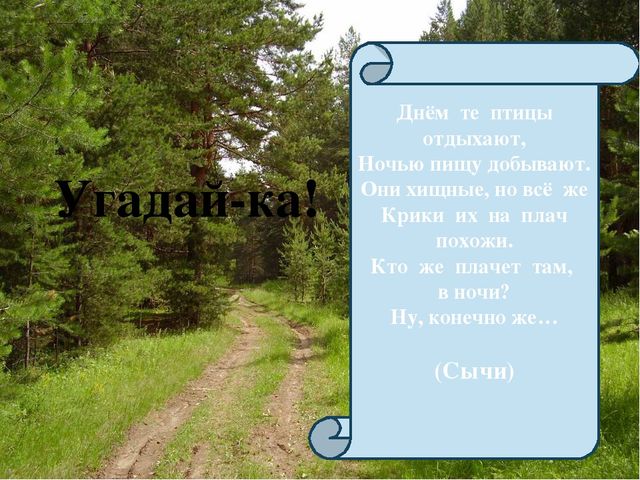Презентация по экологии "Сыч"