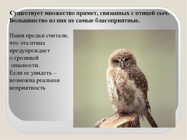 Презентация по экологии "Сыч"