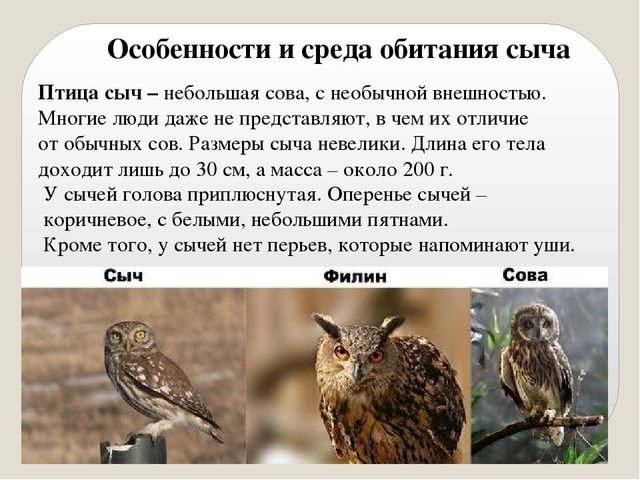 Презентация по экологии "Сыч"