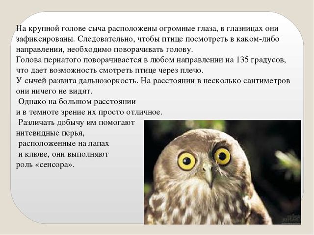 Презентация по экологии "Сыч"