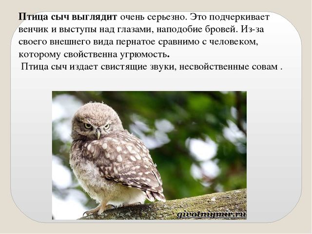 Презентация по экологии "Сыч"
