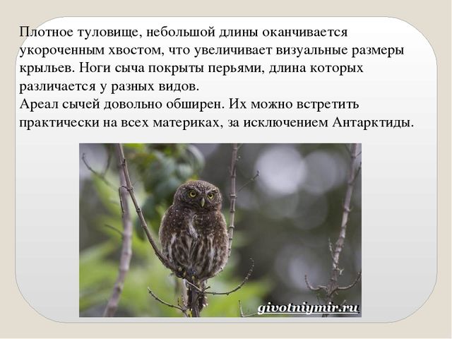 Презентация по экологии "Сыч"