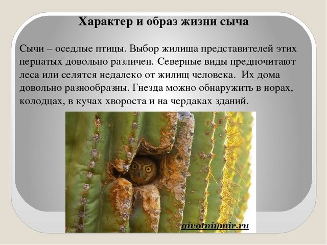 Презентация по экологии "Сыч"
