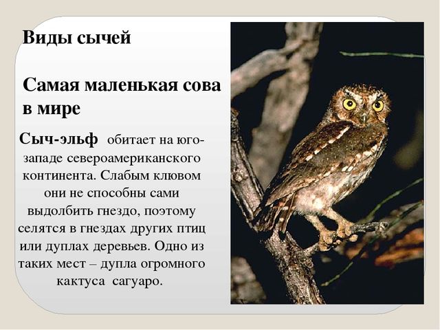 Презентация по экологии "Сыч"