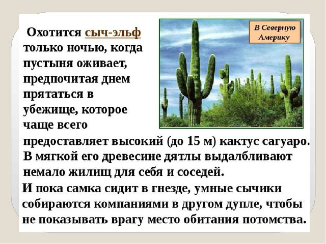 Презентация по экологии "Сыч"