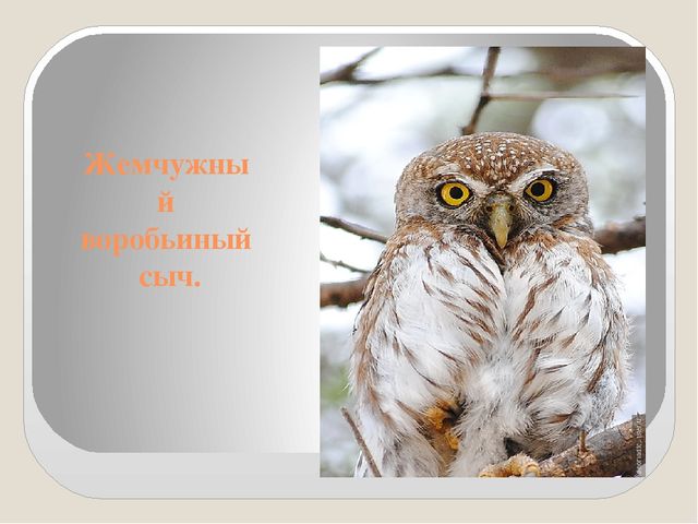 Презентация по экологии "Сыч"