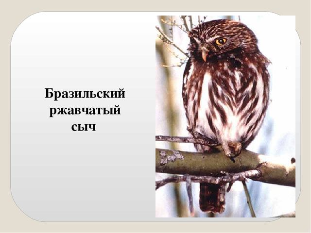 Презентация по экологии "Сыч"
