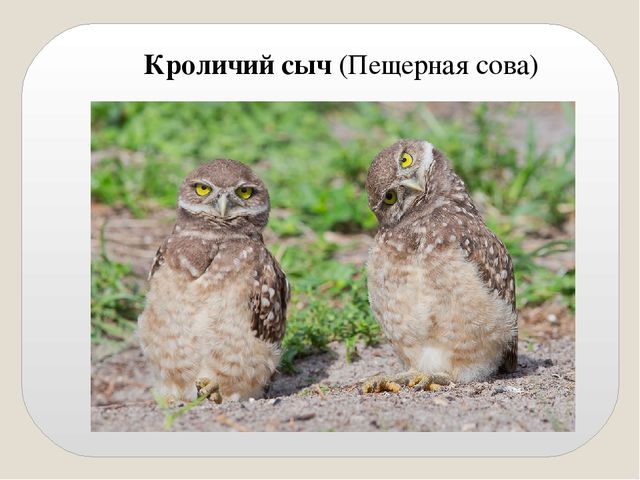 Презентация по экологии "Сыч"