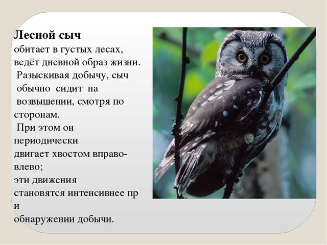 Презентация по экологии "Сыч"