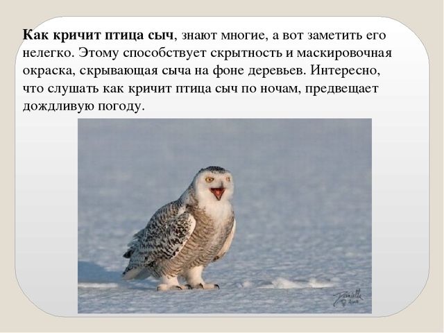 Презентация по экологии "Сыч"