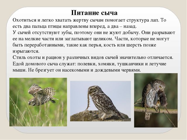 Презентация по экологии "Сыч"