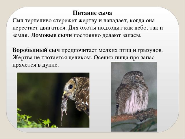 Презентация по экологии "Сыч"