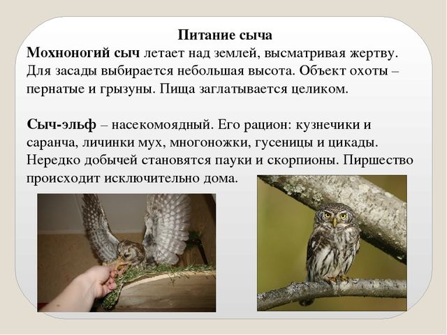 Презентация по экологии "Сыч"
