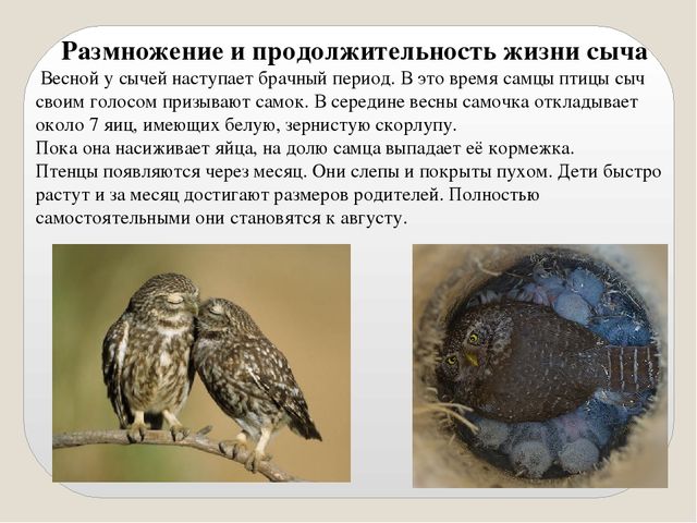 Презентация по экологии "Сыч"