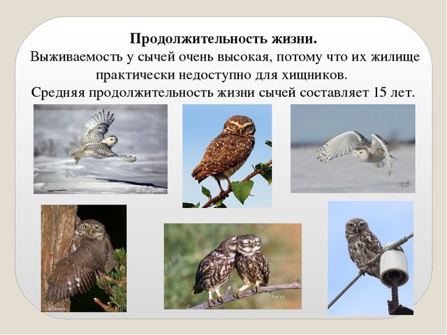 Презентация по экологии "Сыч"
