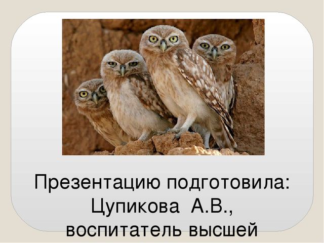 Презентация по экологии "Сыч"