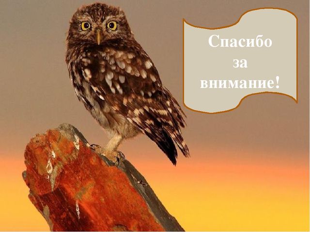 Презентация по экологии "Сыч"