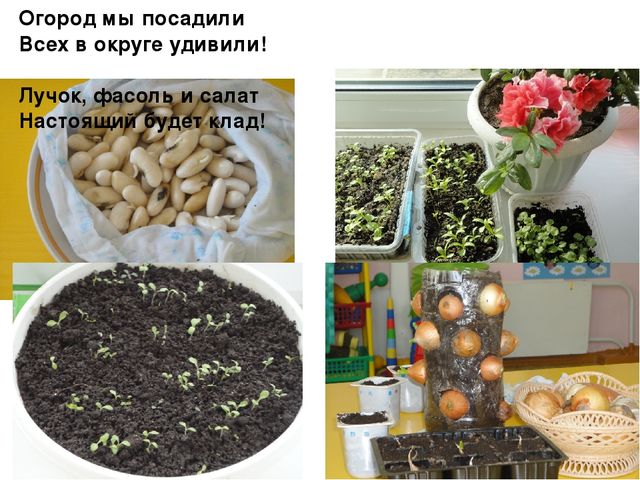 Проект на тему "Веселый огород" компенсирующая группа