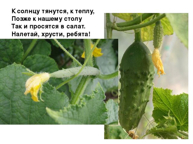 Проект на тему "Веселый огород" компенсирующая группа