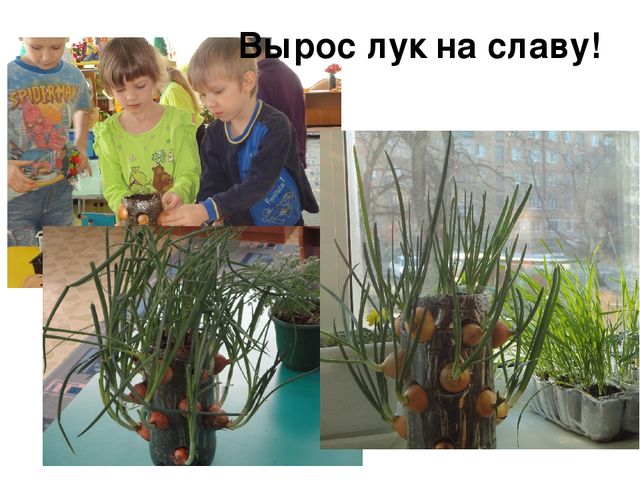 Проект на тему "Веселый огород" компенсирующая группа