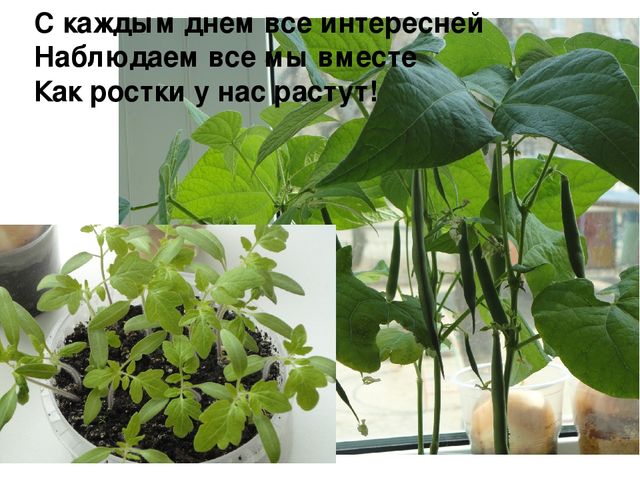Проект на тему "Веселый огород" компенсирующая группа