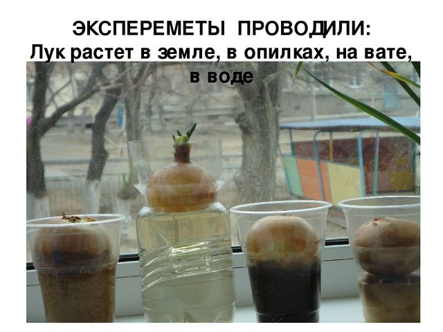 Проект на тему "Веселый огород" компенсирующая группа