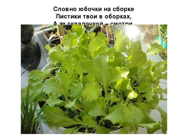 Проект на тему "Веселый огород" компенсирующая группа
