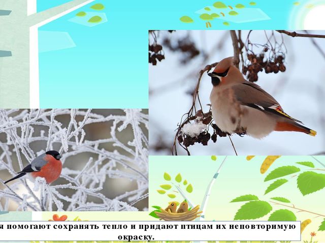 Презентация на тему: "Перелётные птицы"