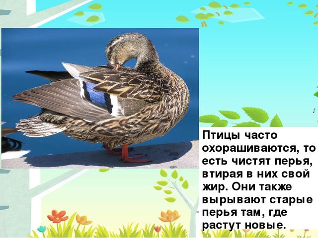 Презентация на тему: "Перелётные птицы"