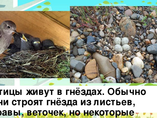 Презентация на тему: "Перелётные птицы"