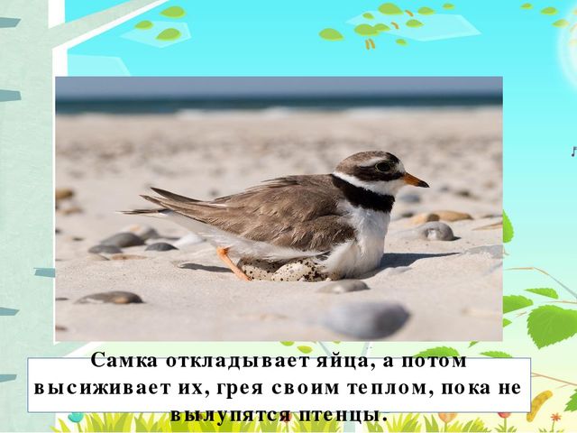 Презентация на тему: "Перелётные птицы"