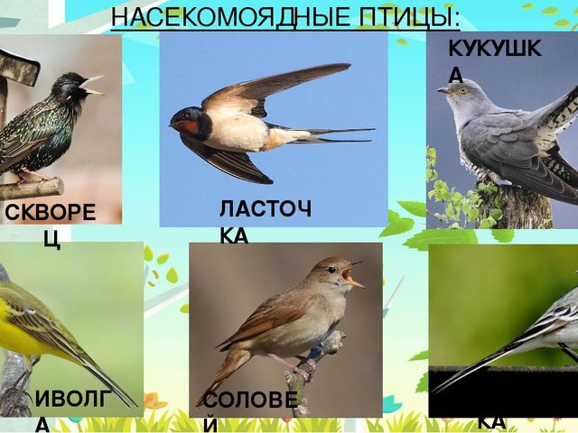 Презентация на тему: "Перелётные птицы"