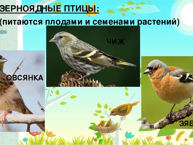 Презентация на тему: "Перелётные птицы"