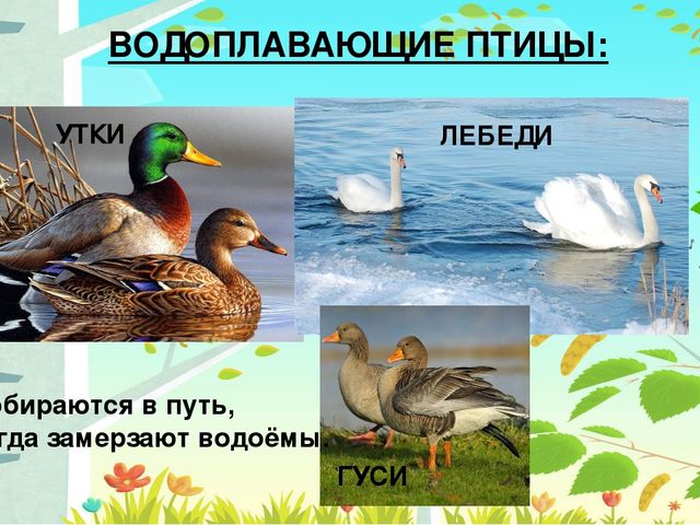 Презентация на тему: "Перелётные птицы"