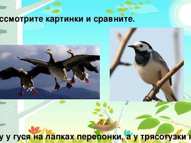 Презентация на тему: "Перелётные птицы"