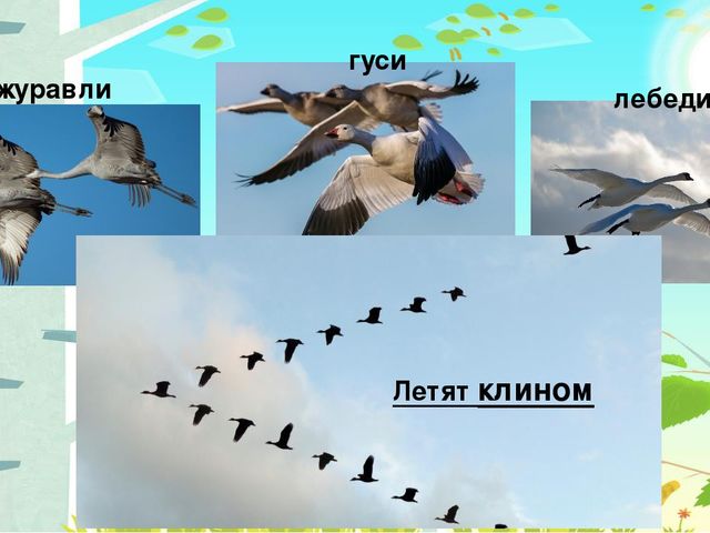 Презентация на тему: "Перелётные птицы"