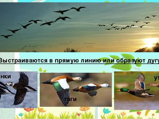 Презентация на тему: "Перелётные птицы"