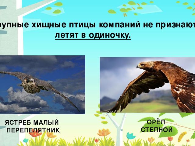 Презентация на тему: "Перелётные птицы"